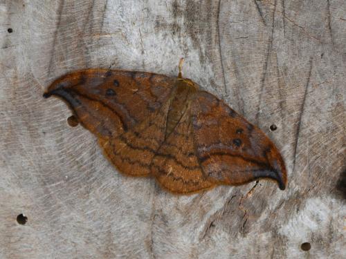 Drepana curvatula